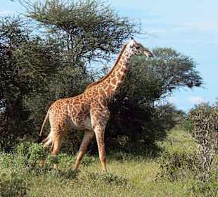 Giraffe im Tsavo Ost