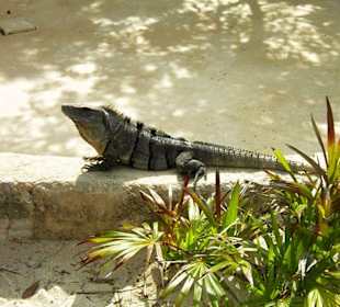 Iguana