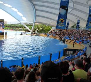 Orca Ocean Show