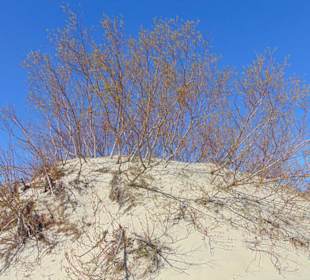 Dünenlandschaft auf der Kurischen Nehrung b. Nida