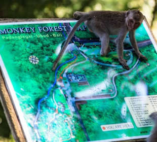 Monkey Forest