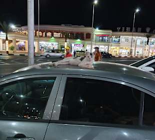 Altstadt Sharm el Sheikh