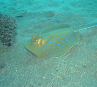Blaupunktrochen unter dem Steg