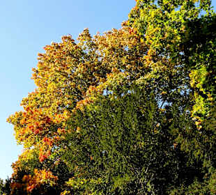 Die Schillerwiese in Herbststimmung 