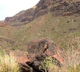 Roślinność Gór Gran Canaria