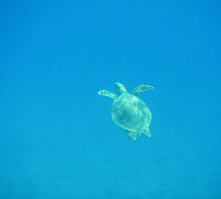 Schildkröte am Hausriff