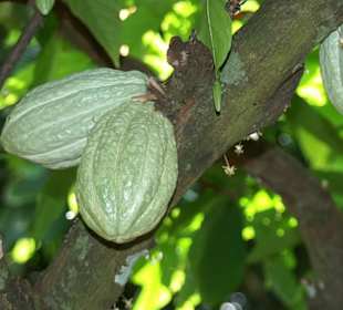 Kakao-Früchte am Baum