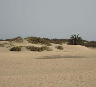 Dünen Maspalomas