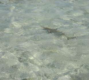 Kleiner Schwarzspitzenriffhai in der "Badewanne"
