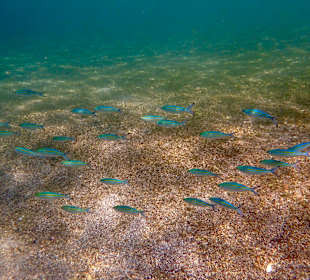 Unterwasserwelt Musandam