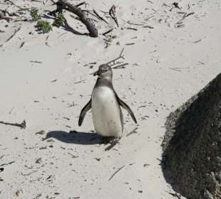 Boulders Beach, jackass penguins