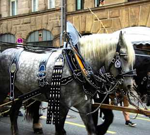 Prachtfarbe Knoblauchsland