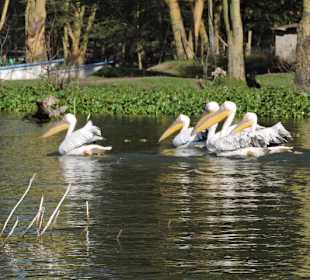 Lake Nakuru Nationalpark