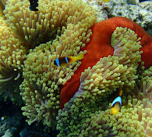 El Malikia Abu Dabbab Resort Marsa Alam