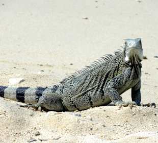 Besuch von einem Leguan