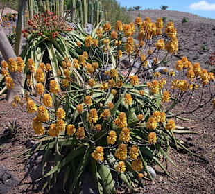 Cactus Garden Oasis Park
