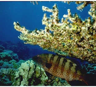Hurghada-Delfinschwimmen Rotes Meer