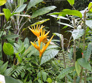 Poring Hot Springs - Schmetterlingsgarten