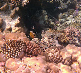 Fische im Hausriff Tulip Resort