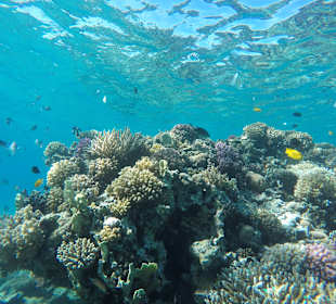 Schnorcheln Hausriff Beach Albatros Palace Resort Hurghada