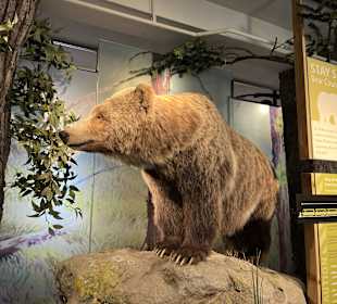 Yellowstone Nationalpark