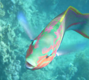 Fisch auch in der Bucht