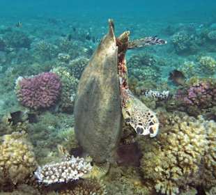 Sie zerlegt grade kopfüber das Riff