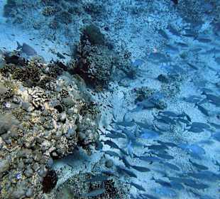 Schnorchelausflug Gilis