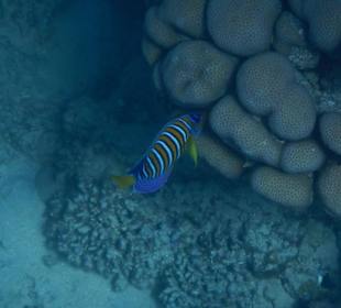 Meeresbewohner vom Riff Hotel Iberotel Coraya Beach