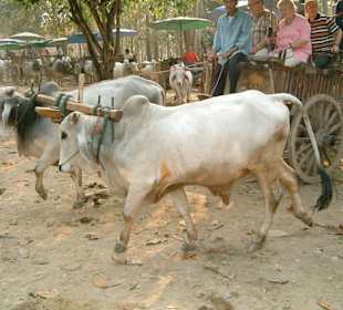 Taxifahrt zum Floßfahrt