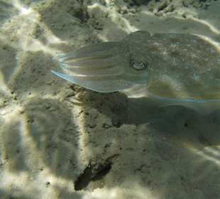 Hotel Prima Life Makadi Bay