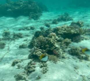 Schnorcheln Marsa Alam