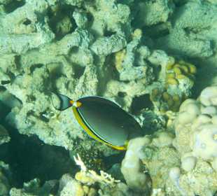 Schnorcheln Sharm el Sheikh