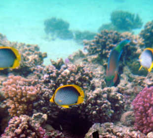 Schwarzrücken-Falterfisch