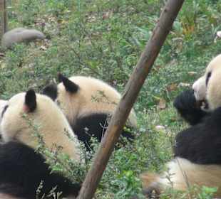 Fütterung: Auf keinen Fall Panda-Base auslassen!