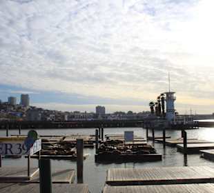 Pier 39 mit Seelöwen
