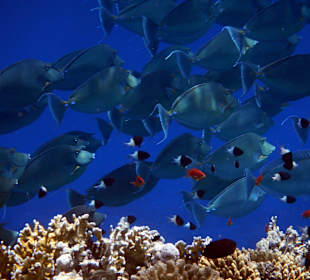 Langnasen-Doktorfische