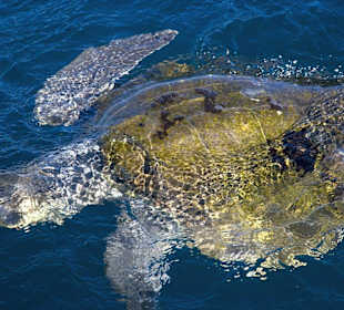 Auch Meereschildkröten sieht man oft