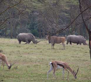 Tierleben am Lake Nakuro