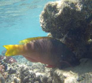 Riff Hotel Fort Arabesque