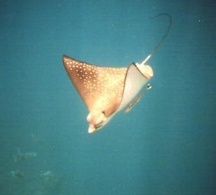 Leicht wie ein Vogel