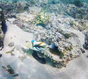 Picasso-Drückerfisch in Strandnähe.