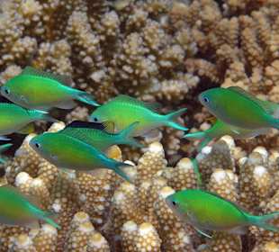 Schnorcheln am Hausriff