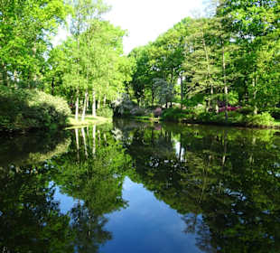 Hauptblüte im Rhododendronpark Bremen