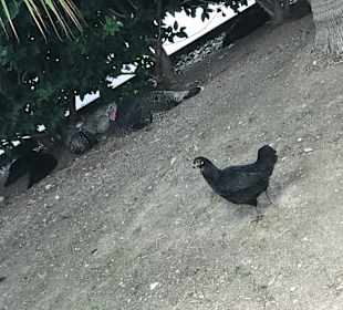 Stadtrundgang Manavgat - Kizilagac