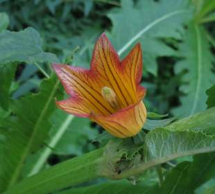 Kanarische Glockenblume