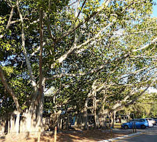 Schon riesig der Baum