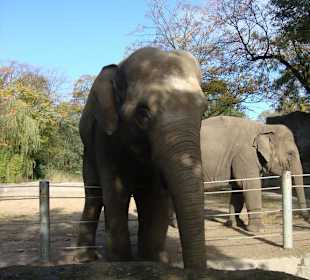 Elefanten