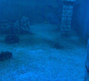 Die Unterwasserwelt