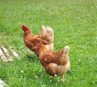 Tiroler Freilandhennen